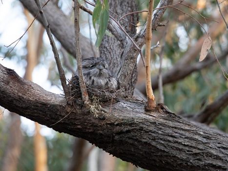 Tawny Frogmouth nesting on top of its chicks. High quality photo