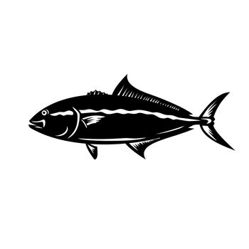 Mascot illustration of a greater amberjack, Seriola dumerili, medregal, coronado, allied kingfish, great amberfish, greater yellowtail, jenny lind, purplish amberjack in  retro black and white style.