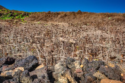 View of the field with dried Crithmum maritimum is know as samphire or sea fennel, Linosa. Sicily