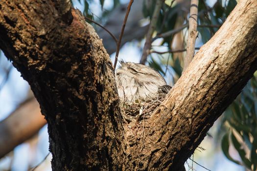 Tawny Frogmouth nesting on top of its chicks. High quality photo