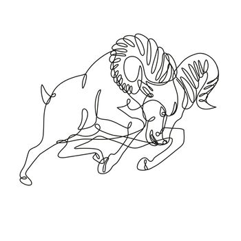 Continuous line drawing illustration of a bighorn sheep ram jumping and attacking done in mono line or doodle style in black and white on isolated background. 