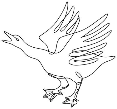 Continuous line drawing illustration of an angry goose about to attack done in mono line or doodle style in black and white on isolated background. 