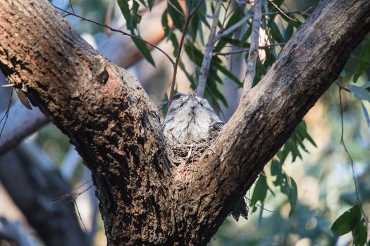 Tawny Frogmouth nesting on top of its chicks. High quality photo