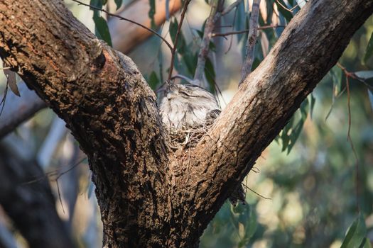 Tawny Frogmouth nesting on top of its chicks. High quality photo