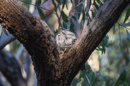 Tawny Frogmouth nesting on top of its chicks. High quality photo