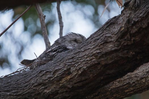 Tawny Frogmouth nesting on top of its chicks. High quality photo