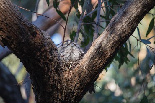 Tawny Frogmouth nesting on top of its chicks. High quality photo