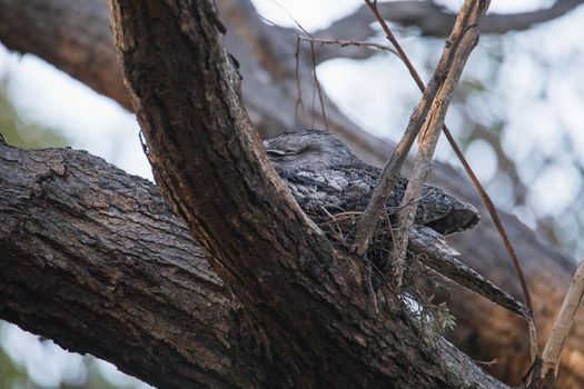 Tawny Frogmouth nesting on top of its chicks. High quality photo