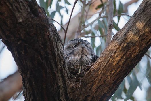 Tawny Frogmouth nesting on top of its chicks. High quality photo