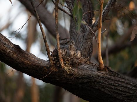 Tawny Frogmouth nesting on top of its chicks. High quality photo