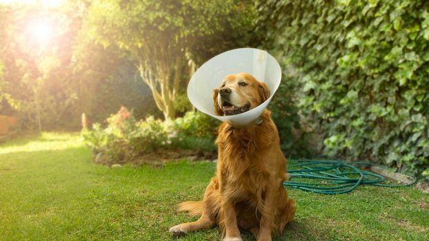 Portrait of an injured Golden Retriever dog with a plastic cone on his neck so that he does not hurt himself in the garden of his house during sunset