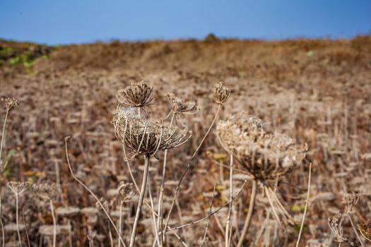 View of the field with dried Crithmum maritimum is know as samphire or sea fennel, Linosa. Sicily