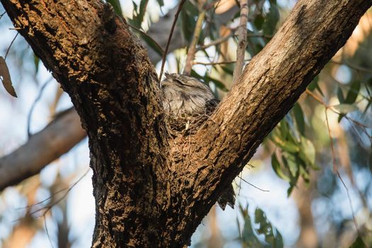 Tawny Frogmouth nesting on top of its chicks. High quality photo