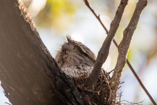 Tawny Frogmouth nesting on top of its chicks. High quality photo