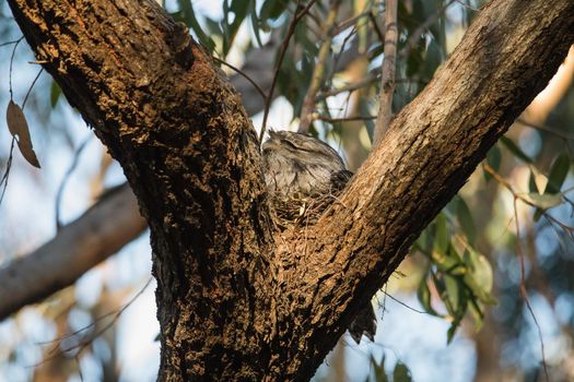 Tawny Frogmouth nesting on top of its chicks. High quality photo