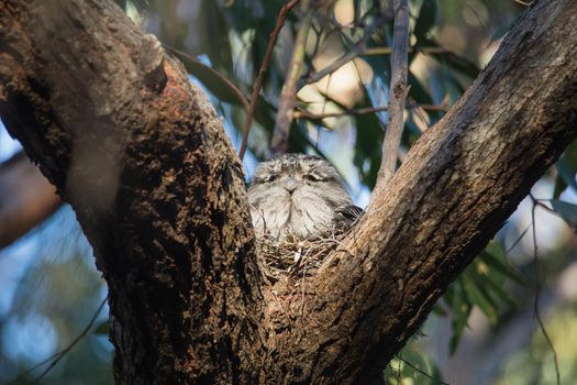 Tawny Frogmouth nesting on top of its chicks. High quality photo