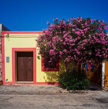 View of a typical colorful house of Linosa, colored with red and yellow. Oleander tree next to the doow
