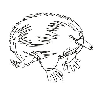 Continuous line drawing illustration of an Echidna or spiny anteater side view done in mono line or doodle style in black and white on isolated background. 