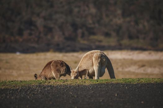 White Eastern Grey kangaroo at a caravan park. High quality photo