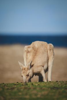 White Eastern Grey kangaroo at a caravan park. High quality photo