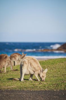 White Eastern Grey kangaroo at a caravan park. High quality photo