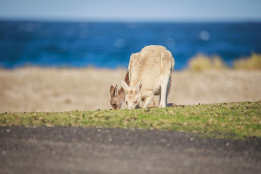 White Eastern Grey kangaroo at a caravan park. High quality photo