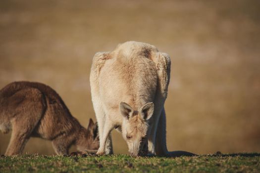 White Eastern Grey kangaroo at a caravan park. High quality photo