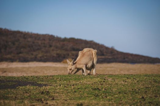 White Eastern Grey kangaroo at a caravan park. High quality photo