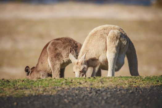 White Eastern Grey kangaroo at a caravan park. High quality photo