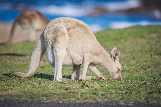 White Eastern Grey kangaroo at a caravan park. High quality photo