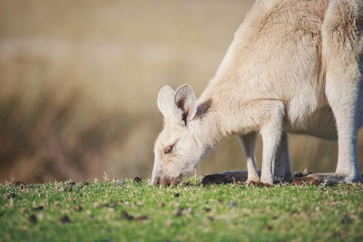 White Eastern Grey kangaroo at a caravan park. High quality photo