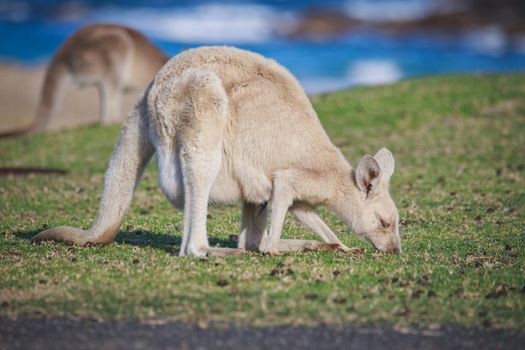 White Eastern Grey kangaroo at a caravan park. High quality photo