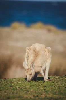 White Eastern Grey kangaroo at a caravan park. High quality photo