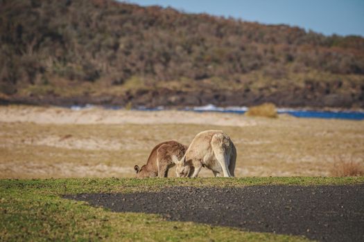 White Eastern Grey kangaroo at a caravan park. High quality photo