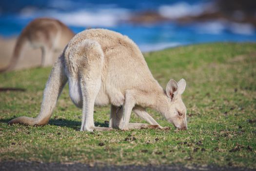 White Eastern Grey kangaroo at a caravan park. High quality photo