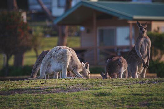 White Eastern Grey kangaroo at a caravan park. High quality photo