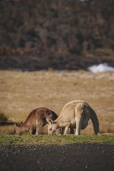 White Eastern Grey kangaroo at a caravan park. High quality photo