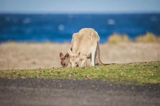 White Eastern Grey kangaroo at a caravan park. High quality photo