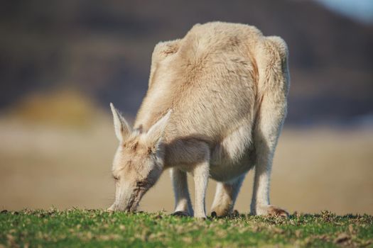 White Eastern Grey kangaroo at a caravan park. High quality photo