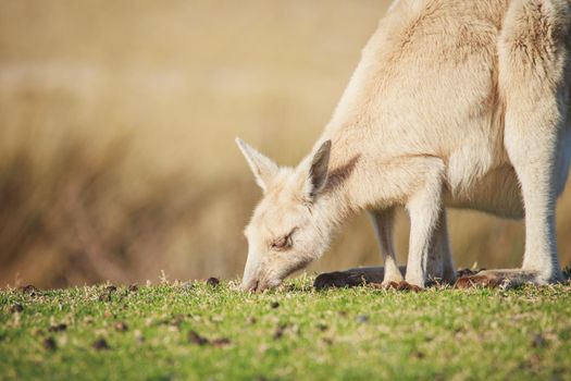 White Eastern Grey kangaroo at a caravan park. High quality photo