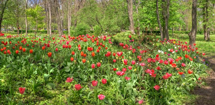 Tulip alleys in the Kropyvnytskyi arboretum on a sunny spring day