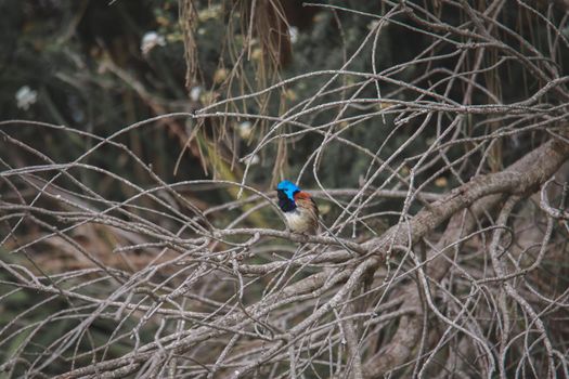 Variegated Fairy Wren male bird. High quality photo