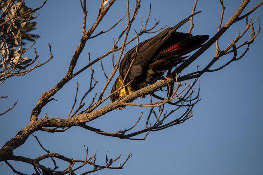 Female glossy black cockatoo eating in a tree. High quality photo