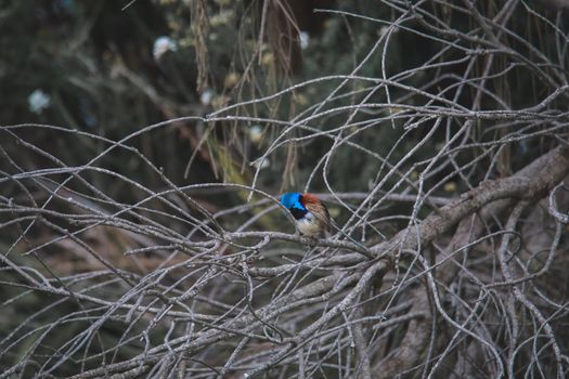 Variegated Fairy Wren male bird. High quality photo