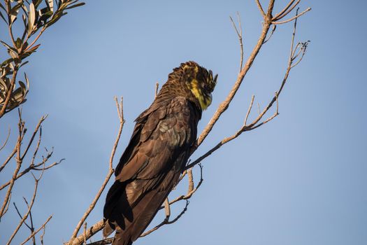 Female glossy black cockatoo eating in a tree. High quality photo