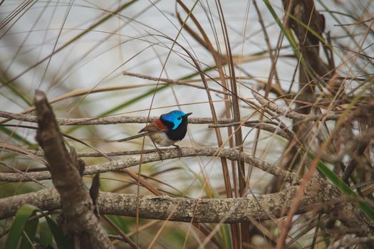 Variegated Fairy Wren male bird. High quality photo