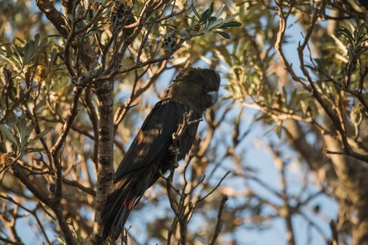 Female glossy black cockatoo eating in a tree. High quality photo