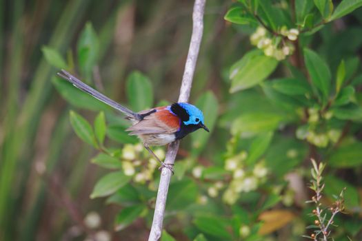 Variegated Fairy Wren male bird. High quality photo