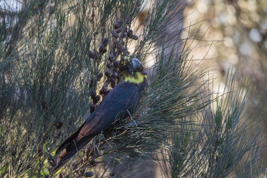 Female glossy black cockatoo eating in a tree. High quality photo