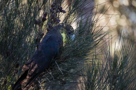 Female glossy black cockatoo eating in a tree. High quality photo